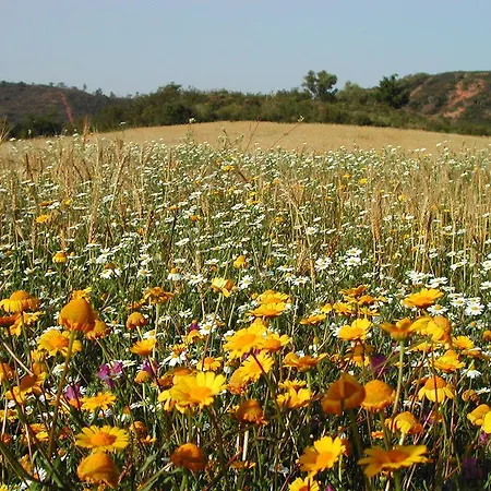 Ferienhaus Ponta Branca House *
